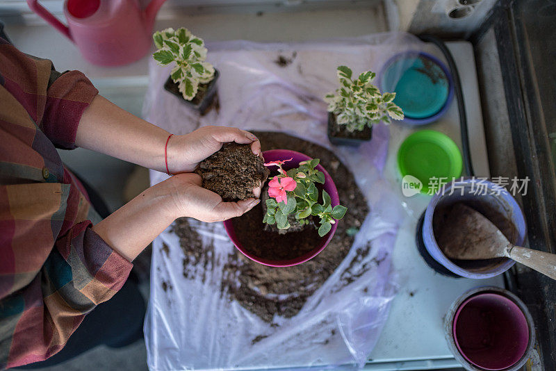 在家种花