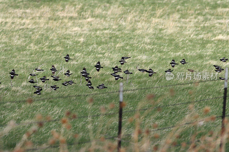 一群野生云雀飞过科罗拉多州波尼国家草原