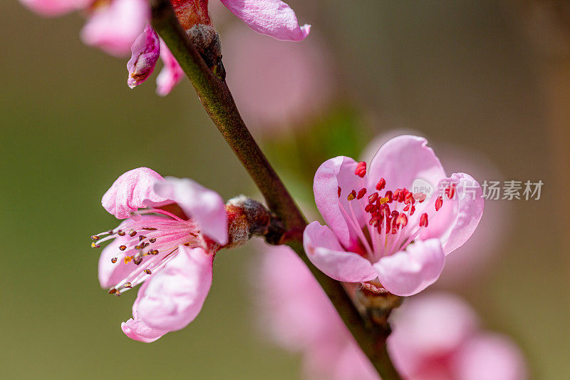 桃花