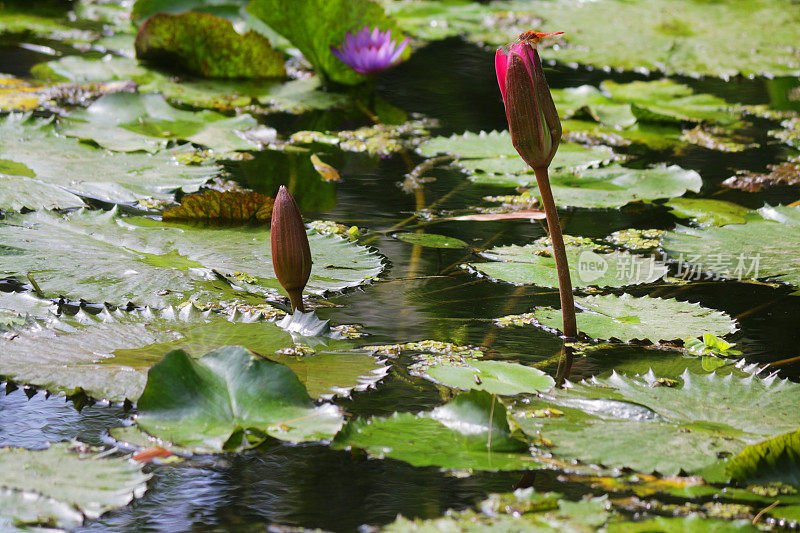 粉红睡莲的花蕾和花瓣映照在涟漪涟漪的水面上的睡莲池，观赏性的水上花园