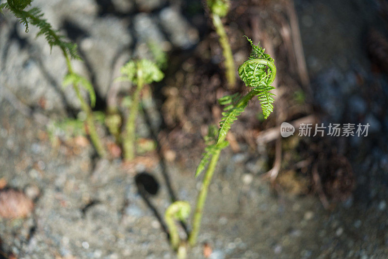 蕨类植物