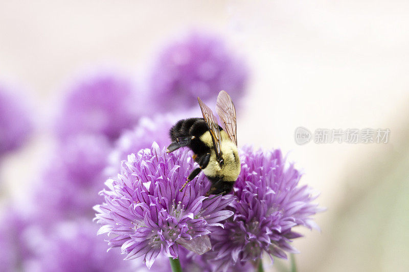 大黄蜂(熊蜂)从香葱花中采集花粉