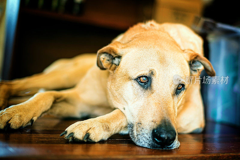 黄大丹犬