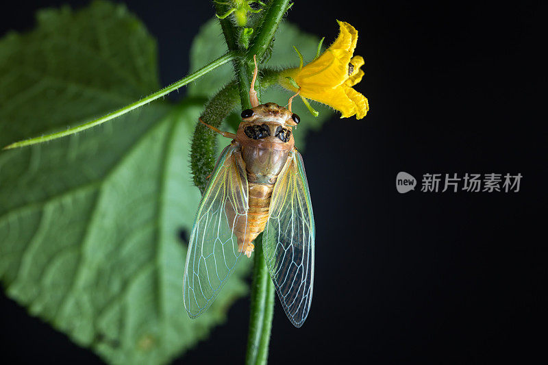 蝉羽化，金身绿翅