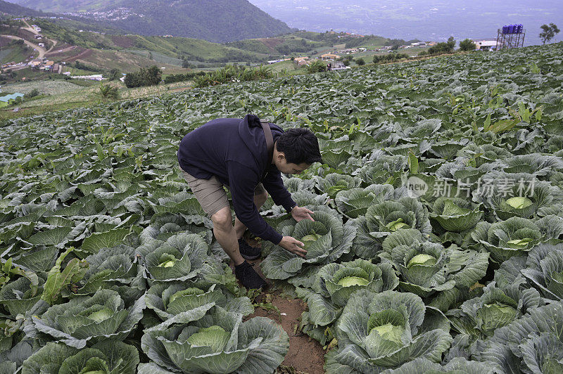 泰国碧差汶省福塔伯克的卷心菜农场