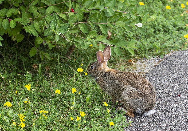 野生棉尾兔兔