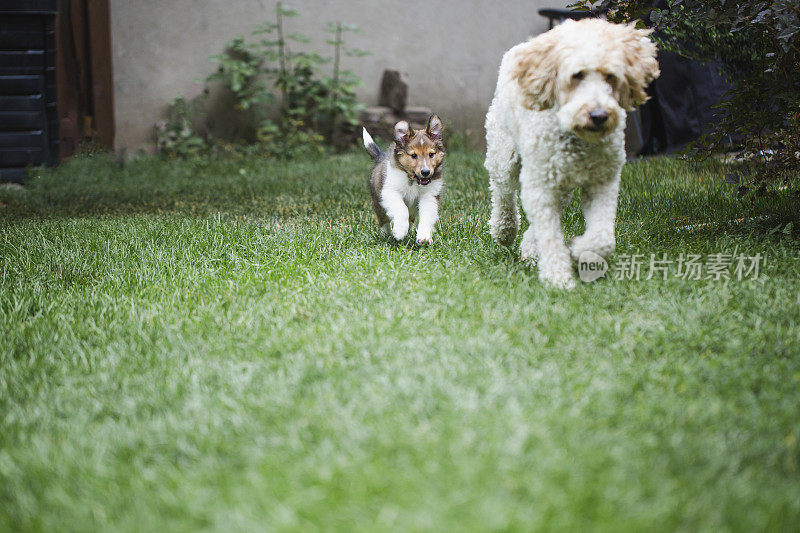 小狗喜乐蒂牧羊犬