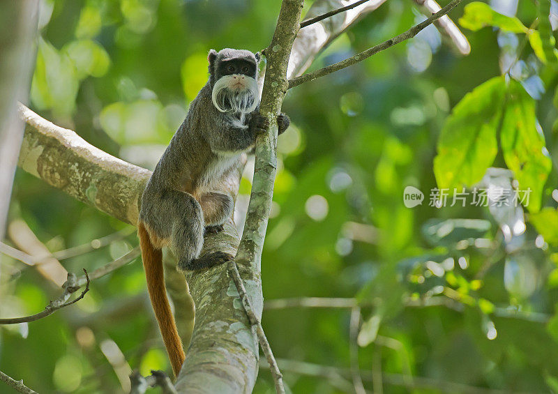 亚马逊雨林中的帝王绢毛猴