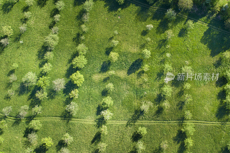 春季鸟瞰图果树种植园