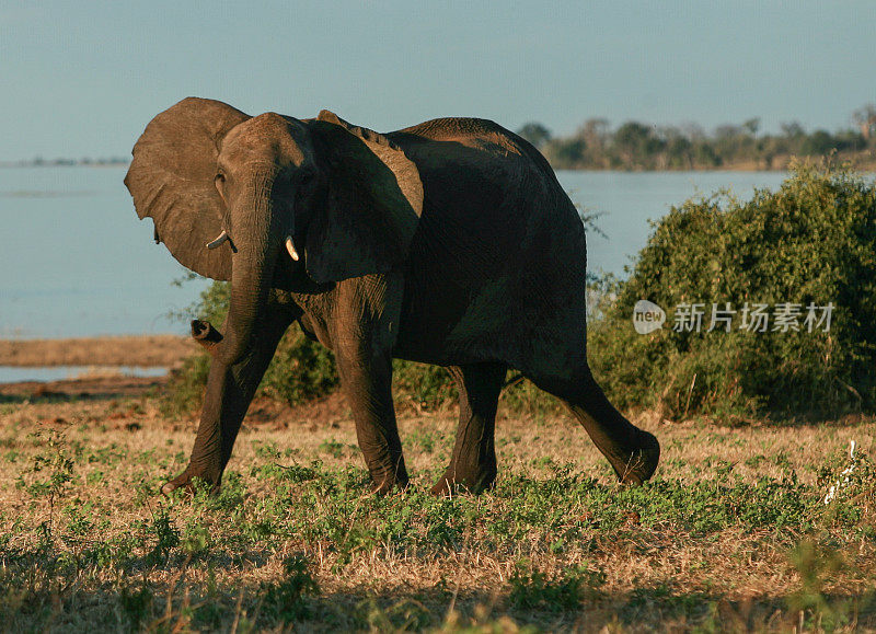 博茨瓦纳伊哈哈哈湖的一头象牛