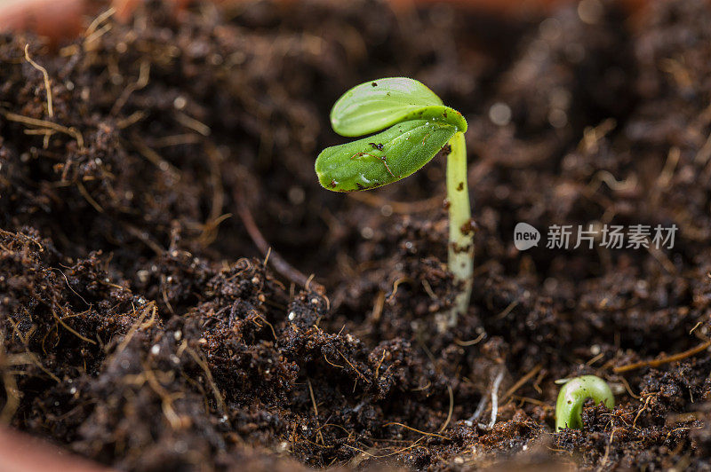 土壤里埋着一株刚发芽的幼苗