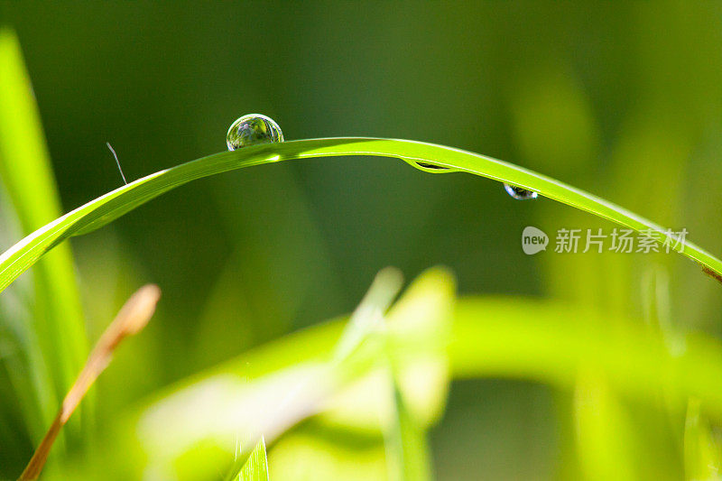 小雨滴落在草叶上