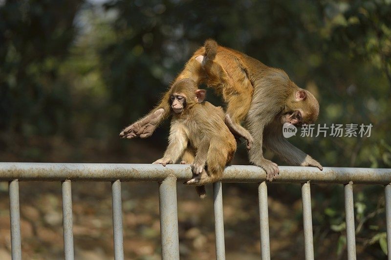 两只小猴子在树林里玩耍