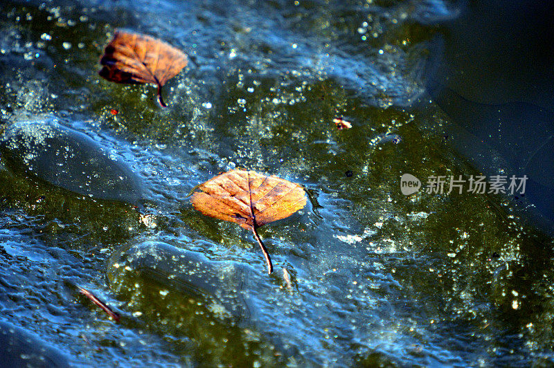 被困在冰冻湖中的树叶的背景