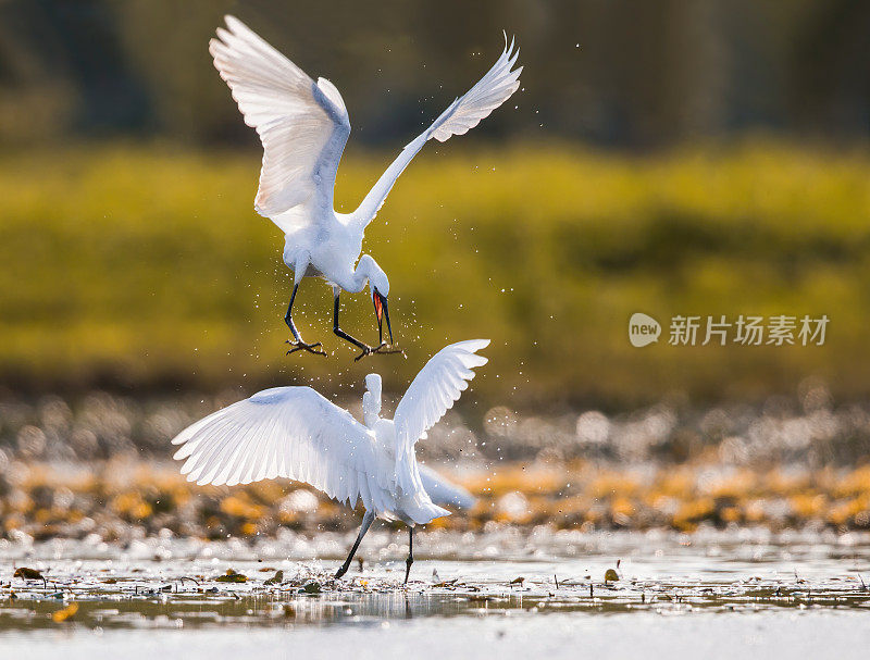 两只小白鹭在大自然中打架。