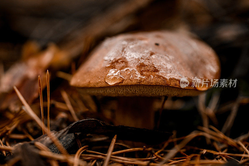 特写的湿棕色蘑菇生长在秋天的森林与松针