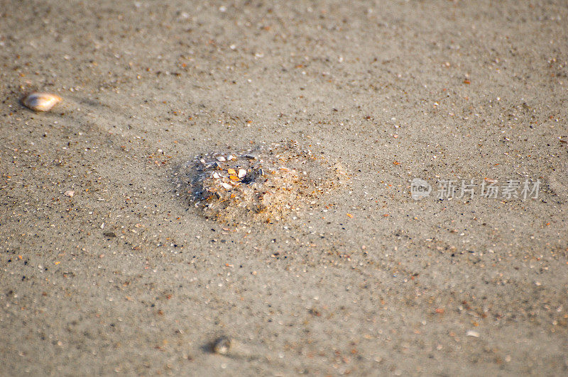 沙中的螃蟹