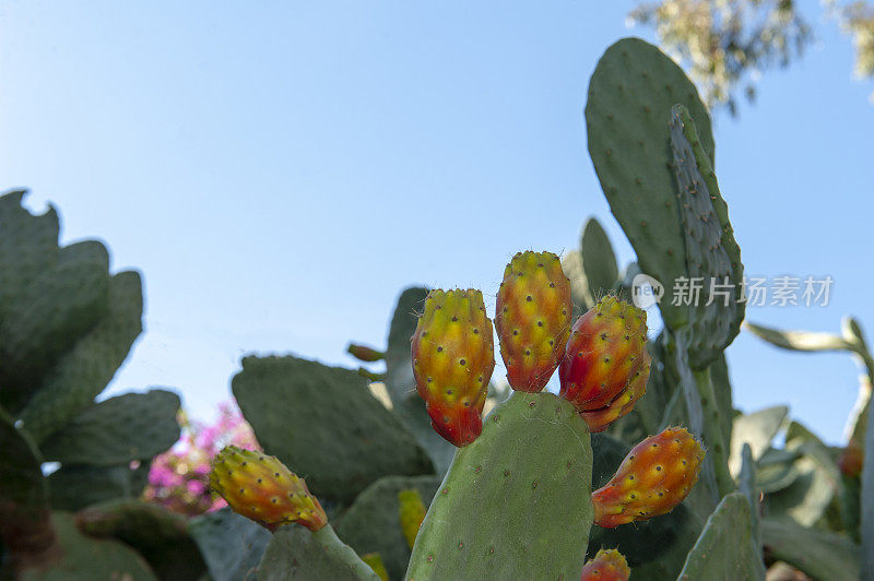 多刺的梨，红色的果实和蓝色的天空在背景