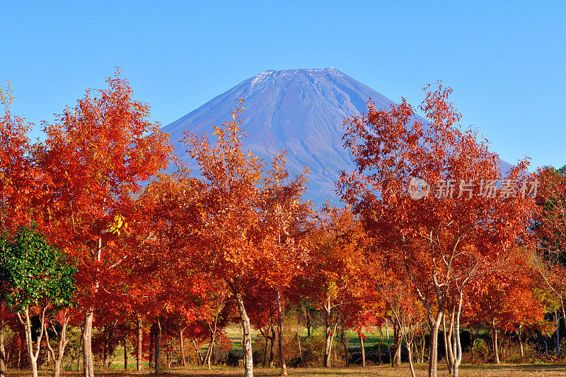 静冈县Fujinomiya的富士山和旭木高原的秋色