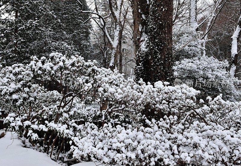 树枝上的雪