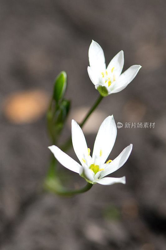 伯利恒之星的花(伯利恒之星)-鸟