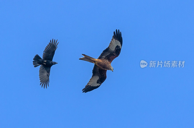 腐尸乌鸦和红风筝