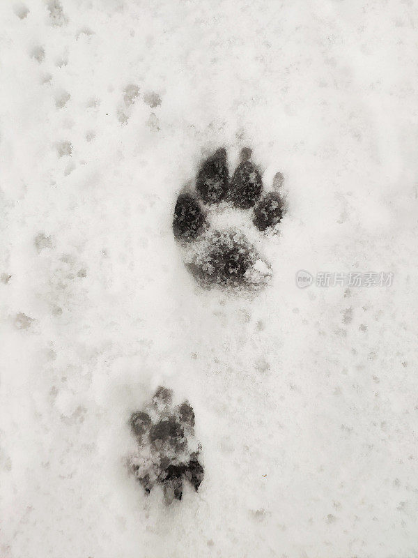 雪地上有动物的脚印