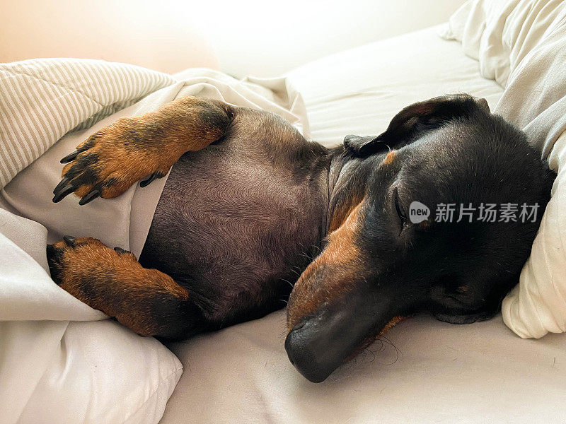 可爱的狗在床上睡觉