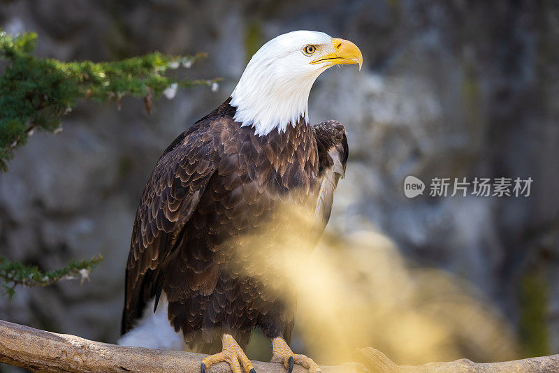 白头海雕