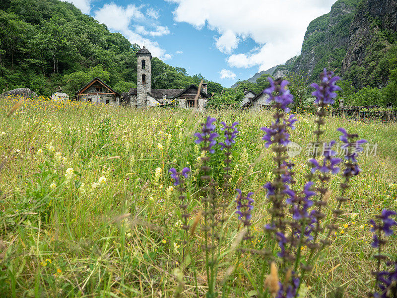 Maggia山谷典型的村庄，前景野花，提契诺，瑞士