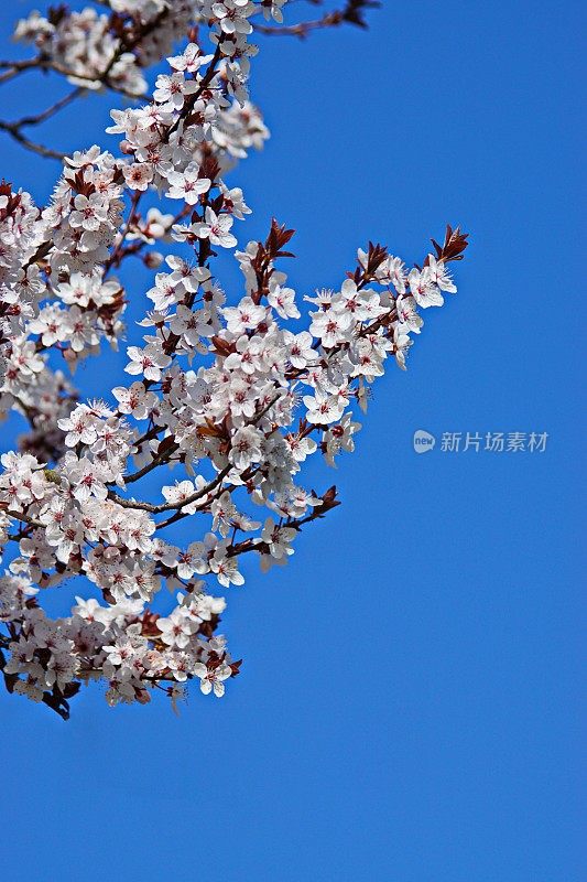 立春。梅树枝干，背景为湛蓝的天空。巴伐利亚,德国。