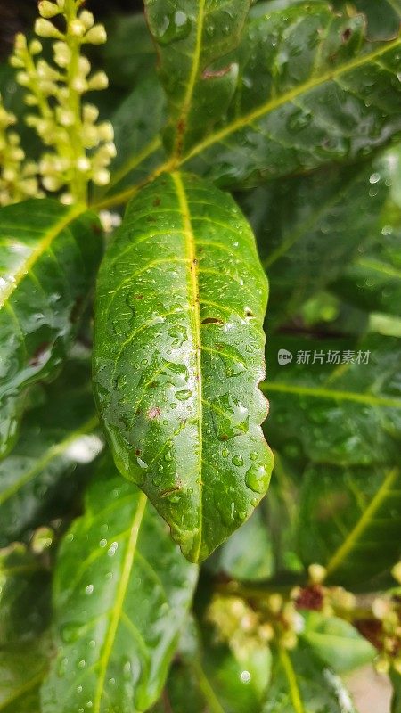 小雨打在树叶