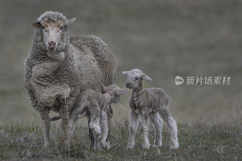 美利奴母羊和她的小羊