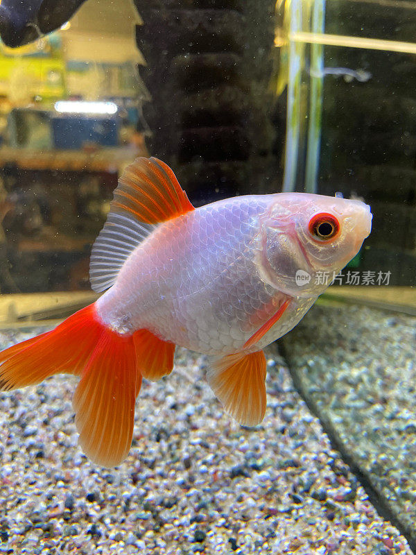 特写图像的橙色和白色扇尾鱼游泳在玻璃水生宠物店水池，聚焦前景