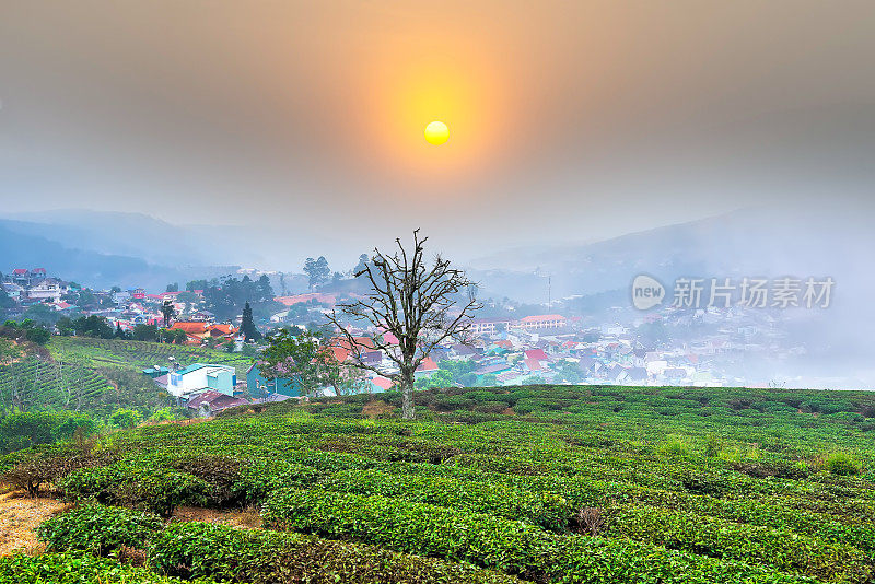 在日出的天空下，一个小村庄的茶山山谷