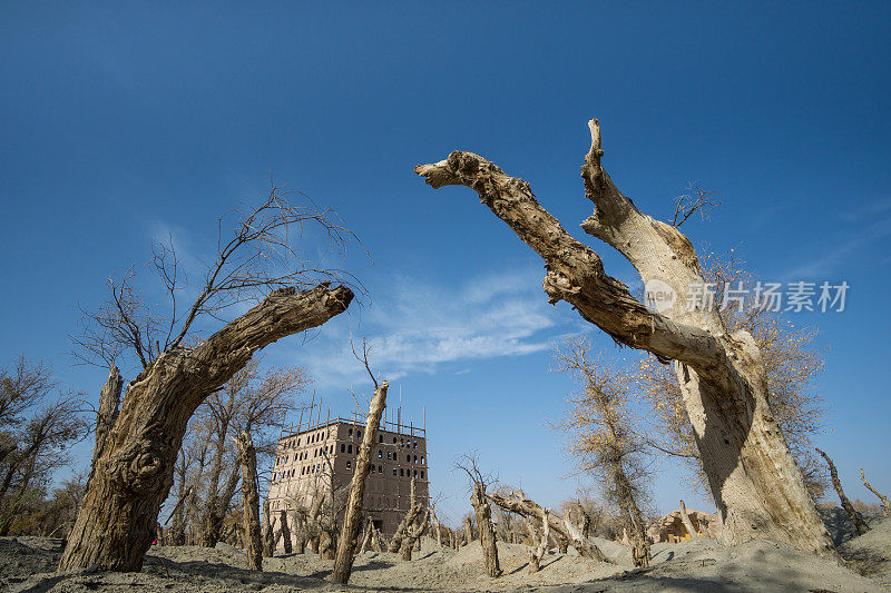 中国新疆戈壁沙漠干枯胡杨树干