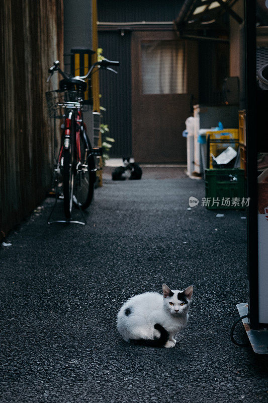 小巷里的小猫