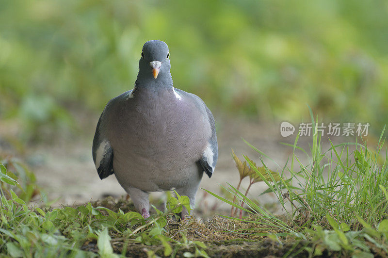 木鸽