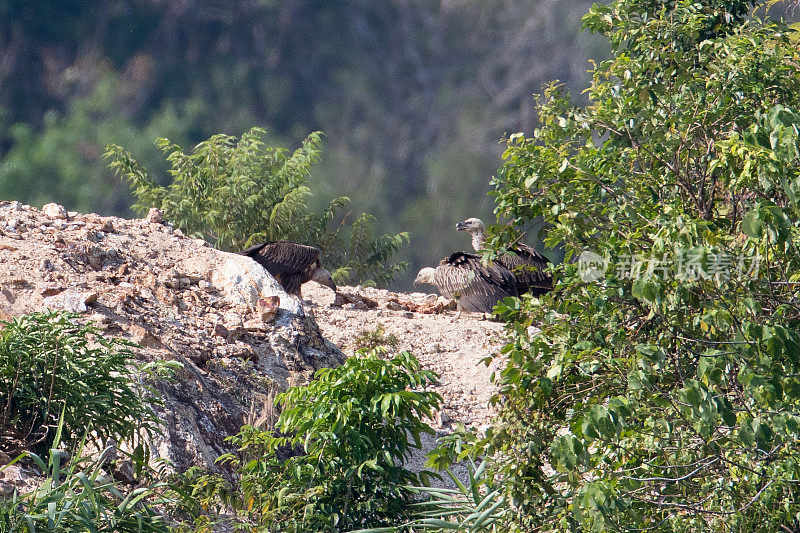 秃鹫:一群喜马拉雅秃鹫或喜马拉雅狮鹫