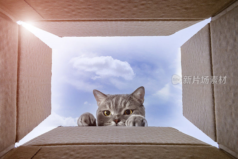 好奇的猫正在看纸板箱里面有什么