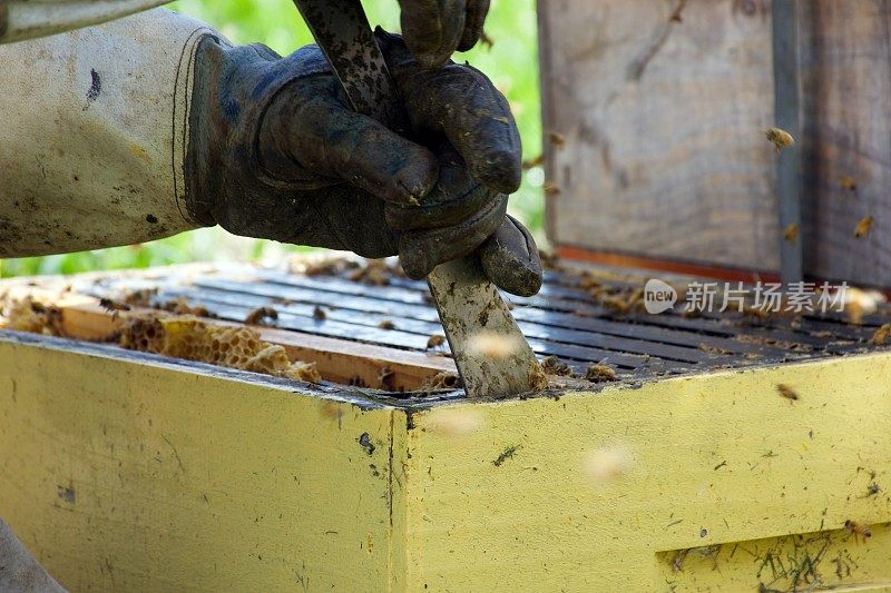 养蜂人在春天从蜂箱中取出一个框架来检查蜂群