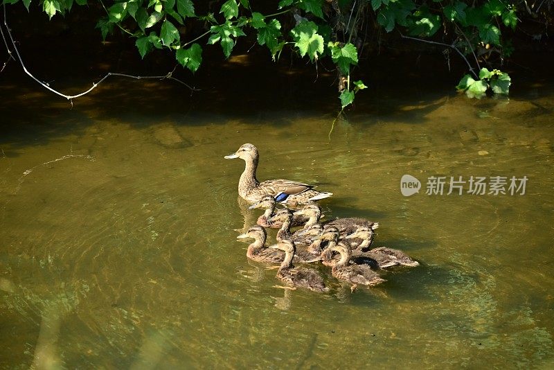 绿头鸭妈妈和小鸭们