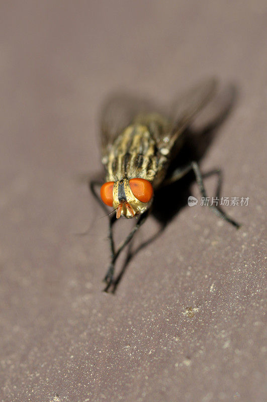 昆虫-苍蝇(微距镜头)