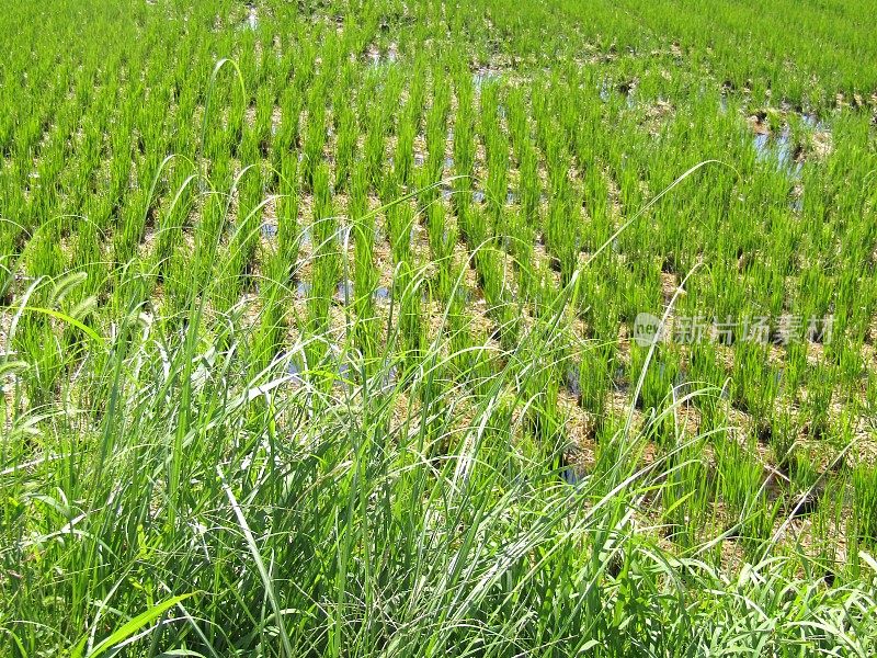 日本。十月。收获后的稻田。