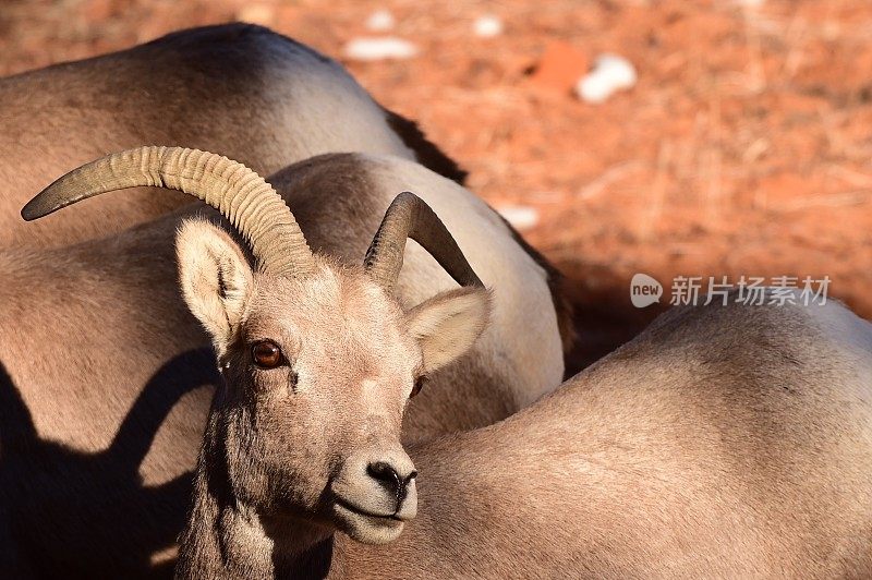 沙漠大角羊