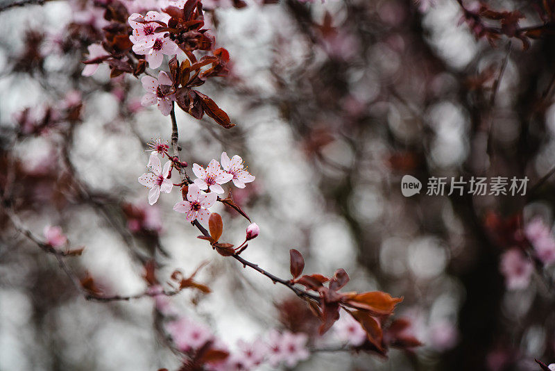 春天鲜花盛开