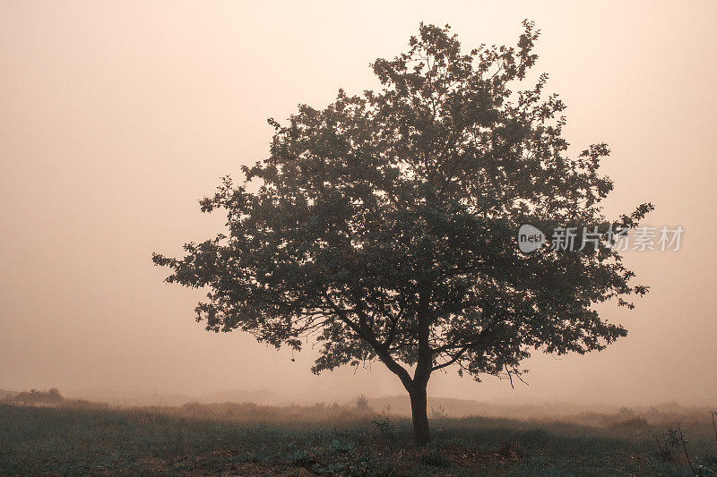 荒原上雾中的一棵孤零零的橡树