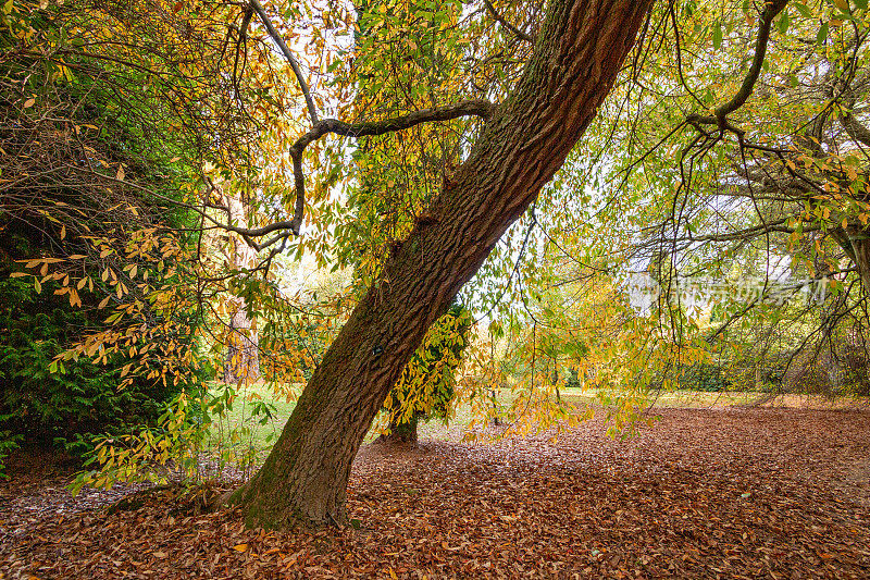 图珀洛树在谢菲尔德公园花园在东苏塞克斯，英格兰