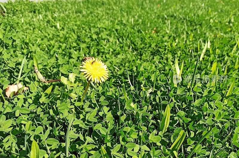 野草上的野花和昆虫