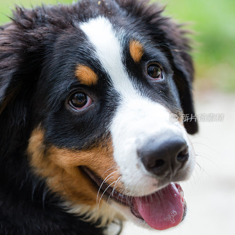 一只年轻的伯尔尼山犬看着相机的头照